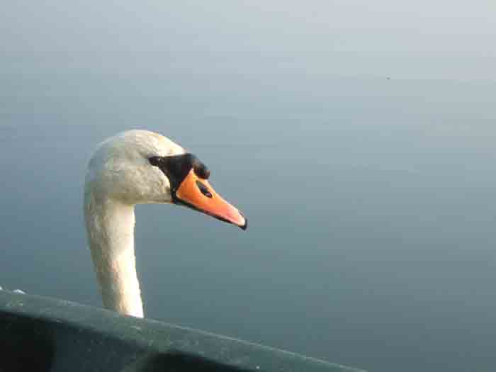 Swan wanting feeding with sweetcorn or maggots