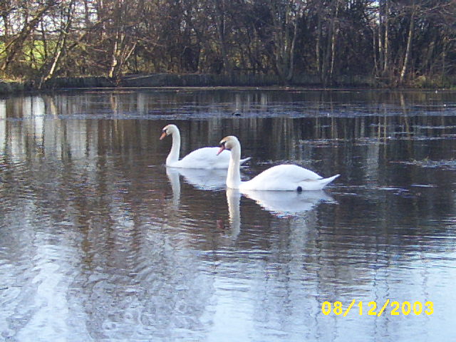 Two swans seem at Trow 2003 and later