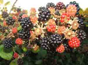 Blackberries at Trow Pool