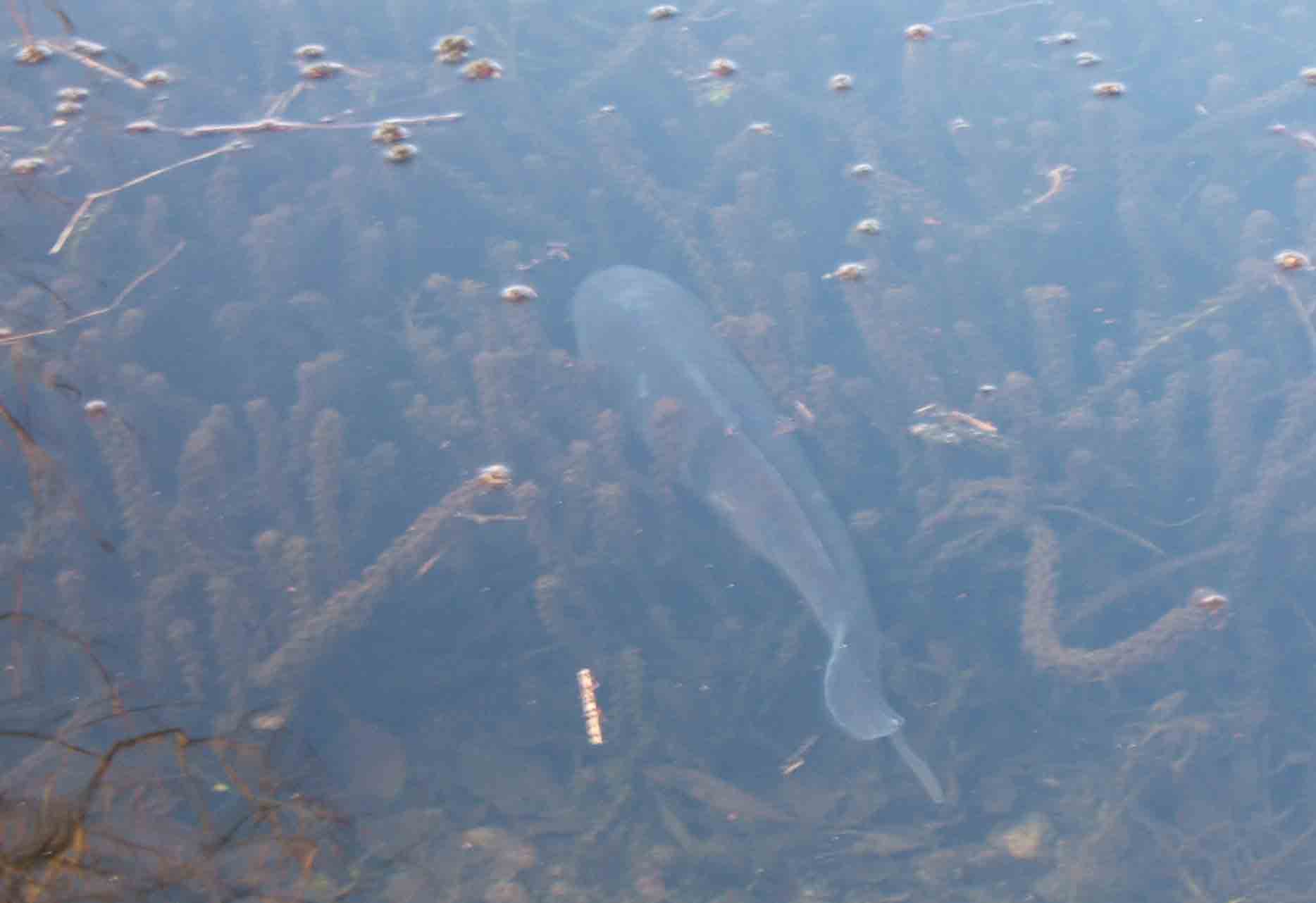 Carp in shallows at Trow Pool