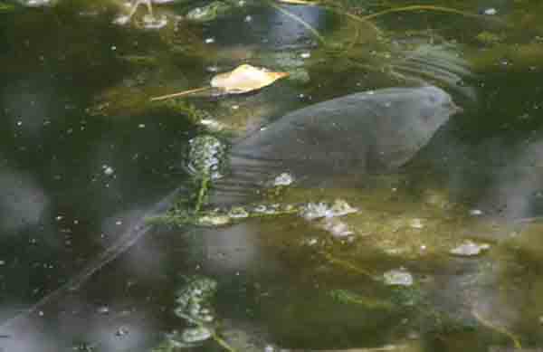Carp feeding off the surface on 19 May 2008