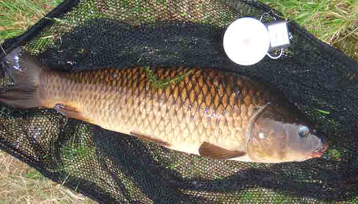 Typical carp caught at Trow Pool