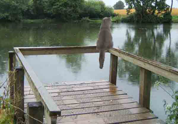 Saffieblue, a British pedegree cat