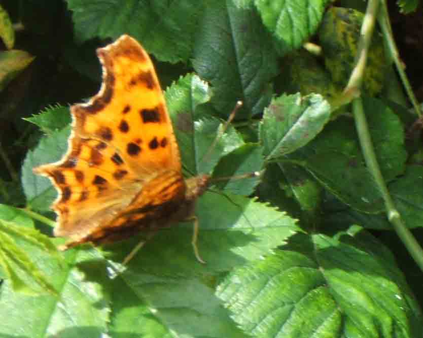 Comma Butterfly, taken at Trow on 7-7-07
