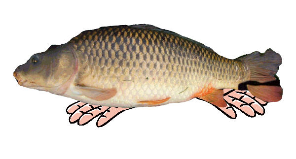 How to hold a carp