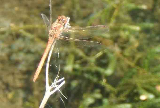 Pic of dragonfly at Trow on 4-8-07