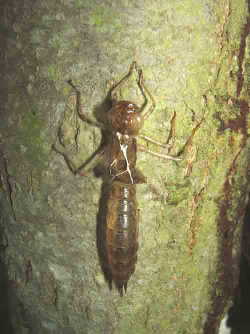 shell left from an emerged dragonfly