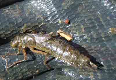 Dragonfly larva