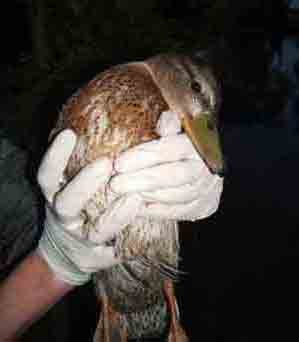 Duck retieved after being hooked at Trow Pool (16 August 2008)