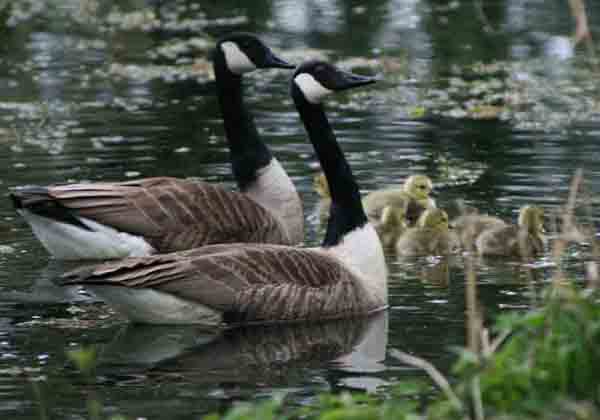 Pair of Canadian Geese seen at Trow on 4-5-08