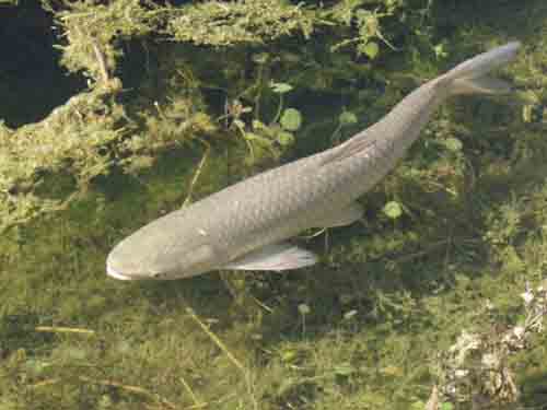 Grass Carp - hmmmm I love eating weed!