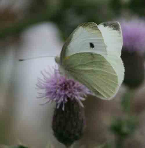 Large white butterfly, Trow Pool, early September 2007