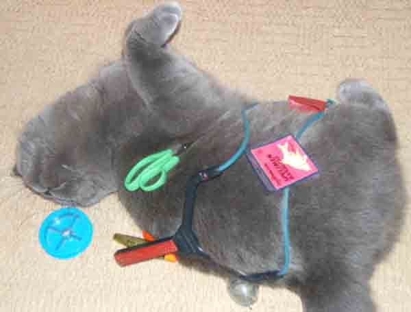 Saffieblue showing off her fishing tackle, 16 September 2007