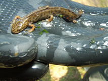 Newt found at Trow in 2007