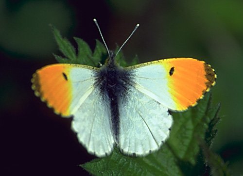 Orange Tip Butterfly (male)