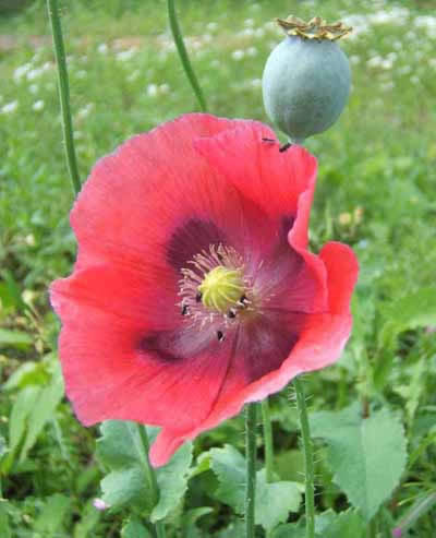 Common Poppy
