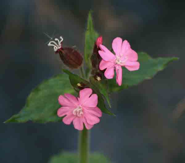 Red Campion photographed at Trow Pool, 2007