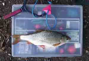 Typical Roach caught at Trow Pool