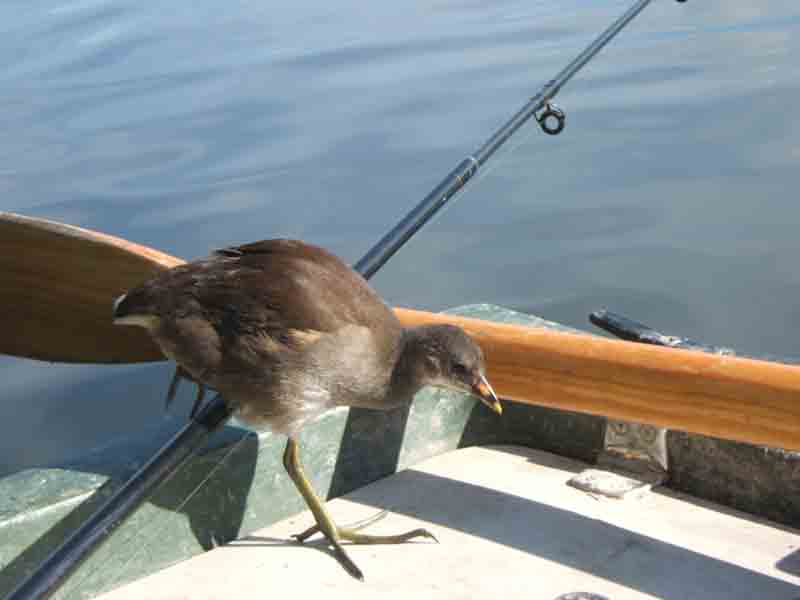 Adventurous coot, Blenheim Grand Lake 2006 