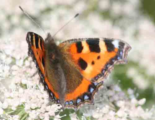 Small Tortoiseshell snapped at Trow Pool, early September 2007