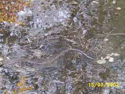 Water Snake snapped at Trow Pool