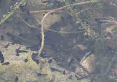 Tadpoles at Trow Pool, 4 May 2008