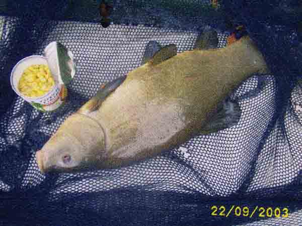 pic ofTench