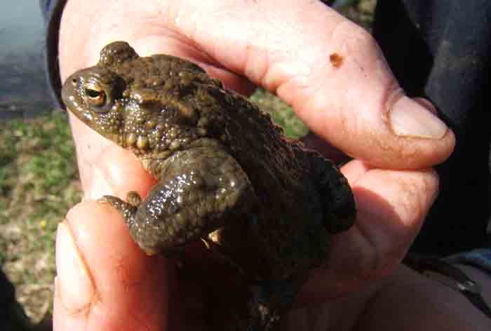 Toad found at Trow in April 2006