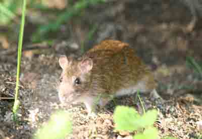 Rat snapped at Trow Pool on 4 Sept 2007