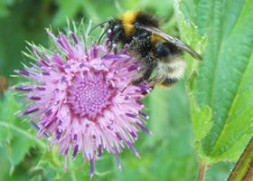 Buff-tailed bumble bee, pictured at Trow Pool on 4 June 2008